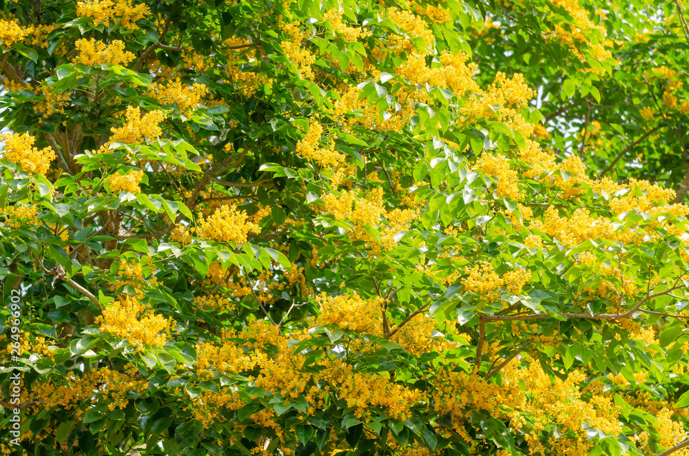 Burma padauk or Pterocarpus macrocarpus flower tree Burma padauk or Pterocarpus macrocarpus flower tree