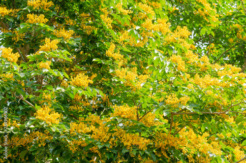 Burma padauk or Pterocarpus macrocarpus flower tree