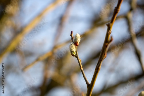 Spring tree flowering. Branch of willow wkith catkins - lamb's-tails. Slovakia photo