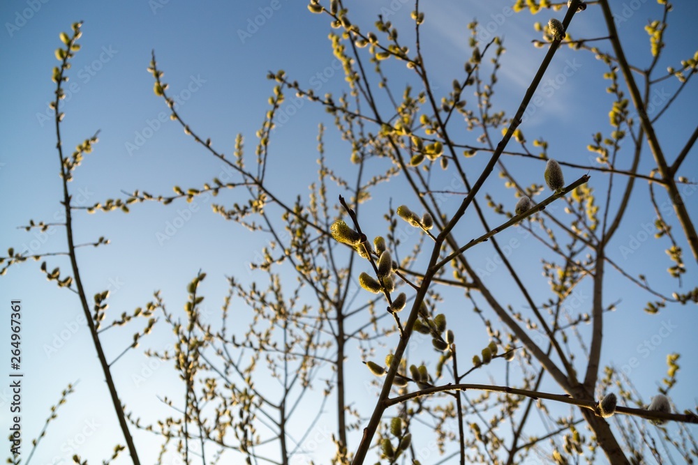 Spring tree flowering. Branch of willow wkith catkins - lamb's-tails. Slovakia Spring tree flowering. Branch of willow wkith catkins - lamb's-tails. Slovakia