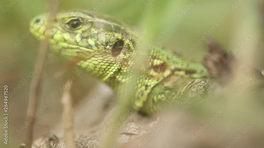 Lizard head in green grass on nature Lizard head in green grass on nature