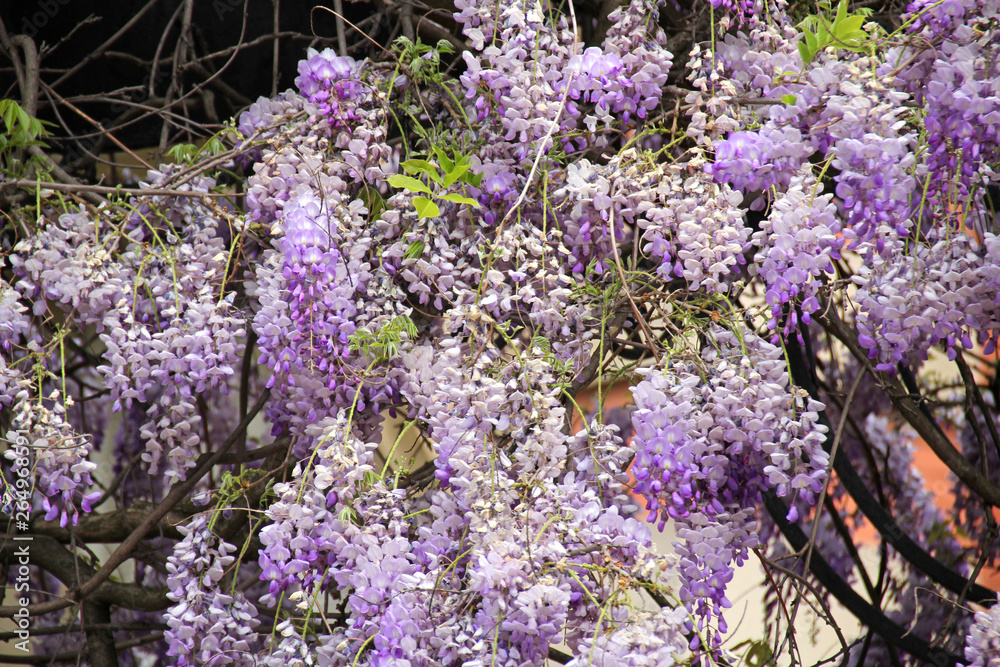 Fototapeta premium Wisteria flowers.