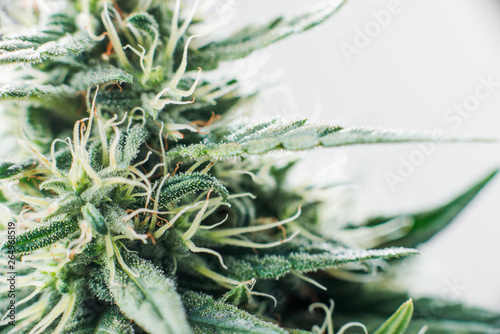 Quadro su tela marijuana macro cannabis plant bud