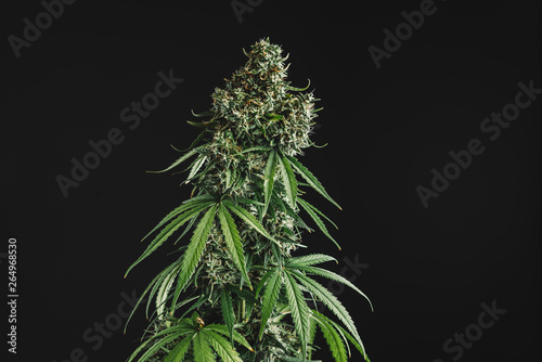 marijuana big bud plant on a dark background