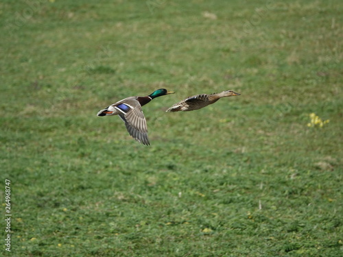 pair of mallards (Anas platyrhynchos) in flight © sundodger