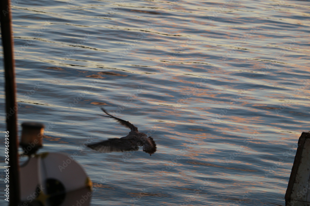 Bird flying over the sea.