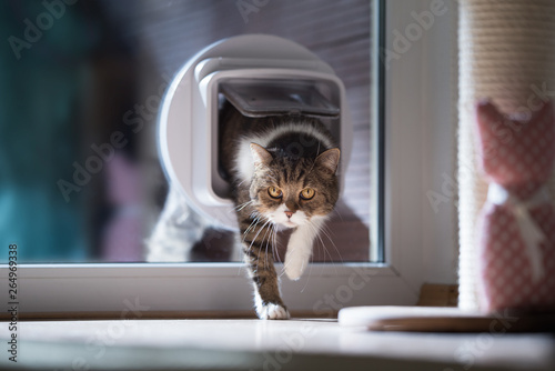 Fototapete british shorthair cat entering the room by passing through a catflap in window o