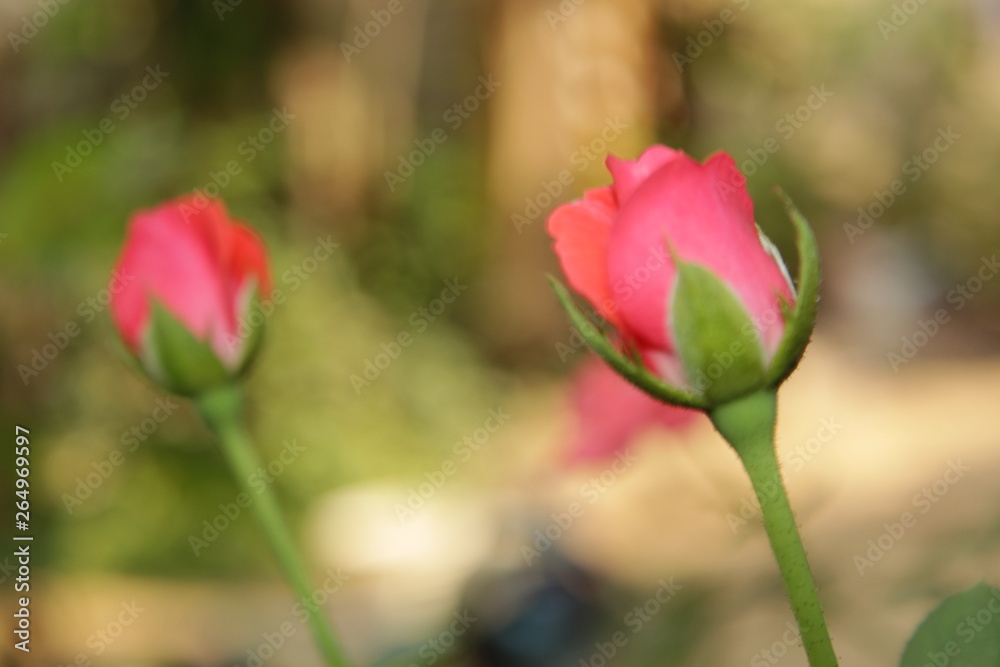 Romantic rose flower background Romantic rose flower background