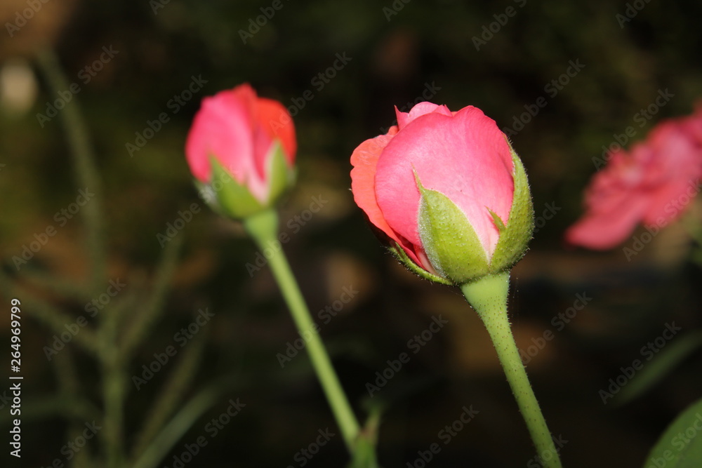 Close up of rose flower