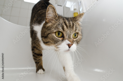 low angle view of a tabby white british shorthair cat stepping into bath tub