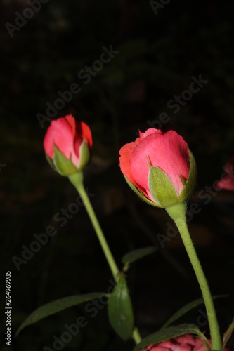 Fresh rose flowers