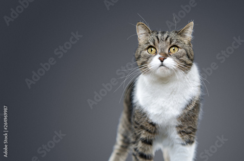 studio shot of a tabby white british shorthair cat standing looking at camera