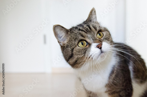 tabby white british shorthair cat looking around the corner indoors