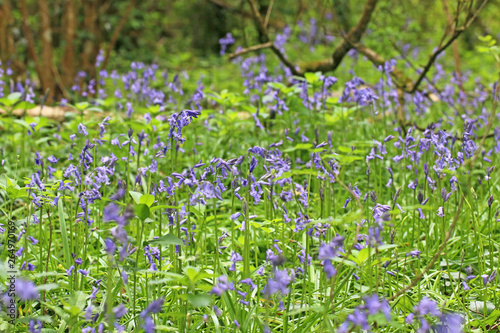 Bluebells in a wood in Spring