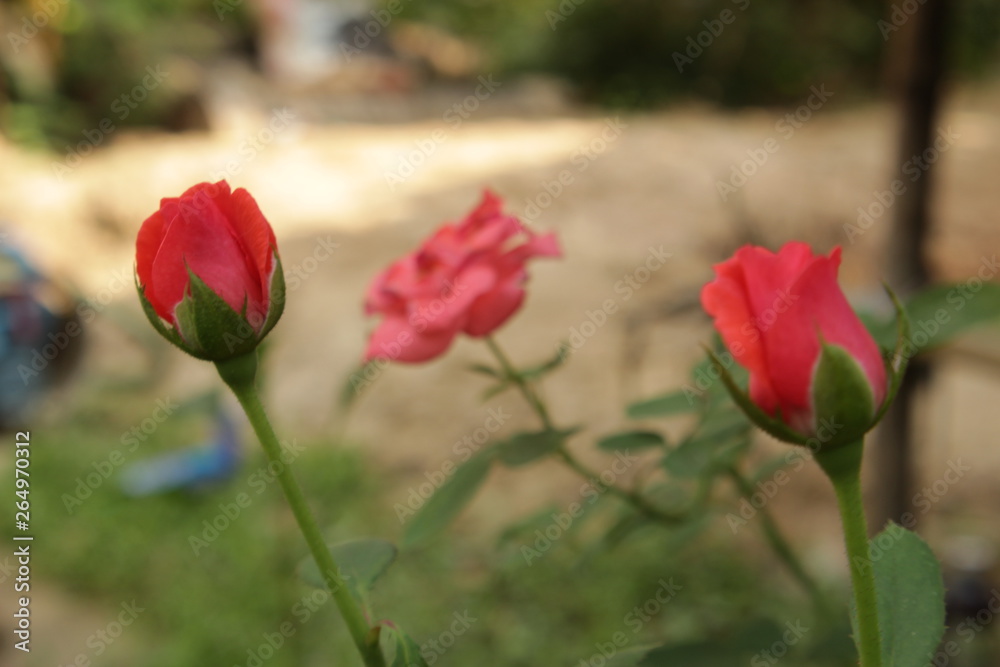 Fresh rose flowers in nature