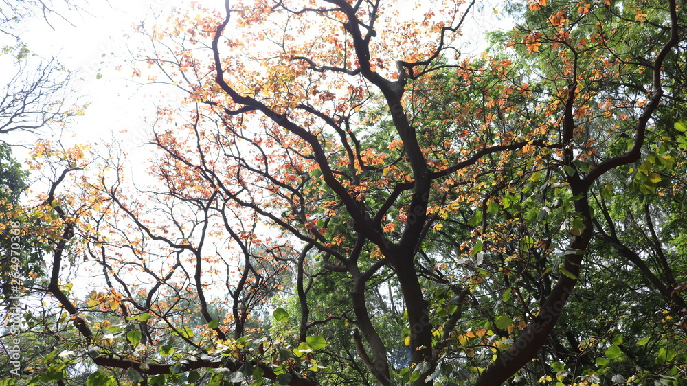 Beautiful Tree Beautiful Tree