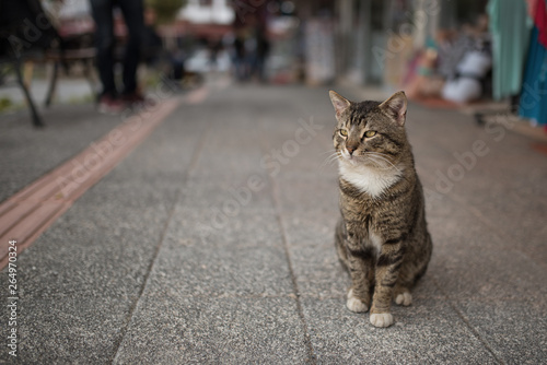 tabby turkish stray cat waiting for tourists in front of souvenir shops © FurryFritz