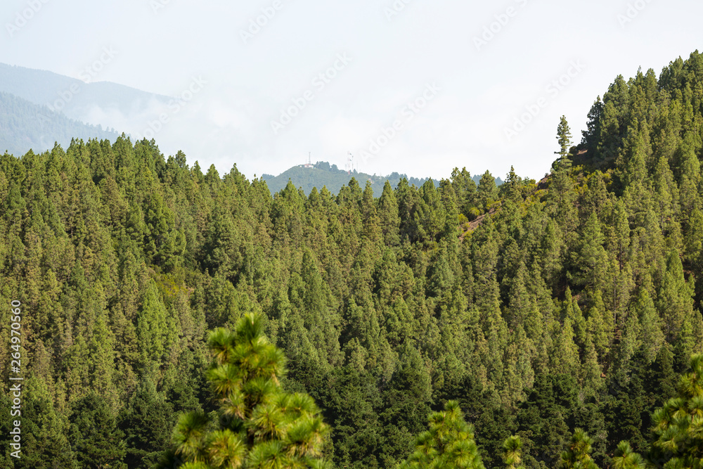 Cumbre Vieja Pine Forest Hills, La Palma, Spain