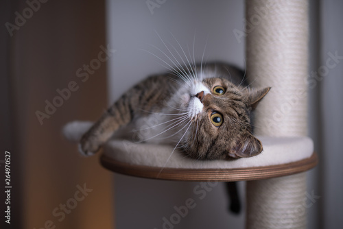 tabby white british shorthair cat lying on platform of scratching post looking up