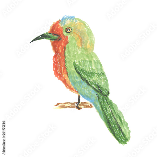 isolated of colorful watercolor bird on white background, illustration