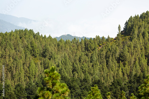 Cumbre Vieja Pine Forest Hills  La Palma  Spain