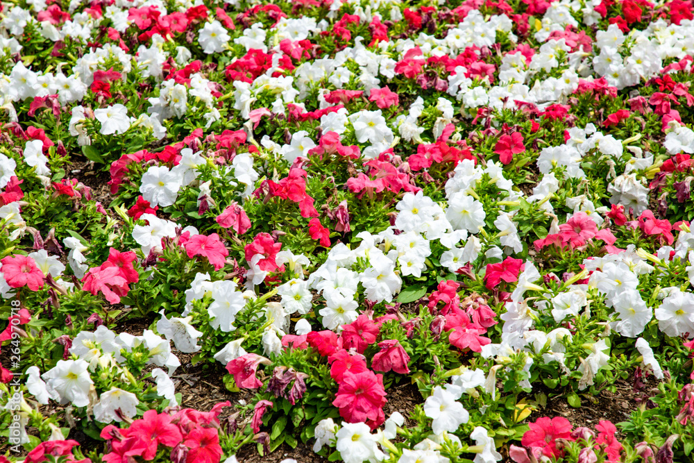 Planted white and pink petunias