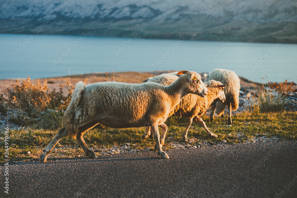 Naklejka premium Group of a furry sheeps in the Croatia - island Pag feeding and running next to the road on sunset. Illuminated Sheeps on the coast standing on the road with sea and mountains on background.