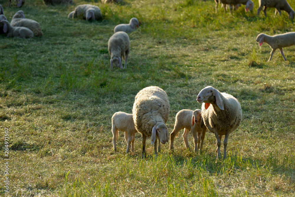 Obraz premium grazing sheeps with lambs