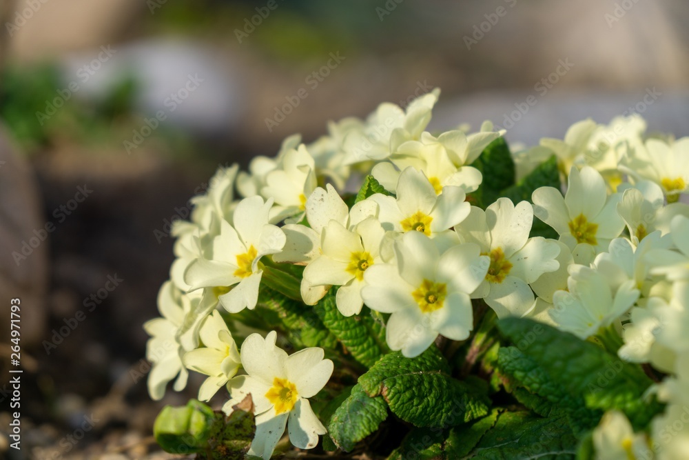 Spring flowering. Cowslip flowers in the grass and garden. Slovakia Spring flowering. Cowslip flowers in the grass and garden. Slovakia
