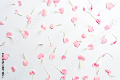 carnation flower petals on white