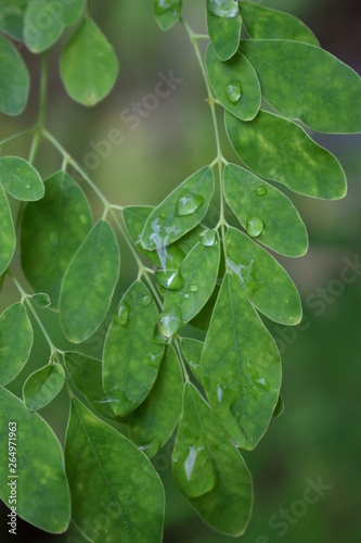 green leaves with drops of water