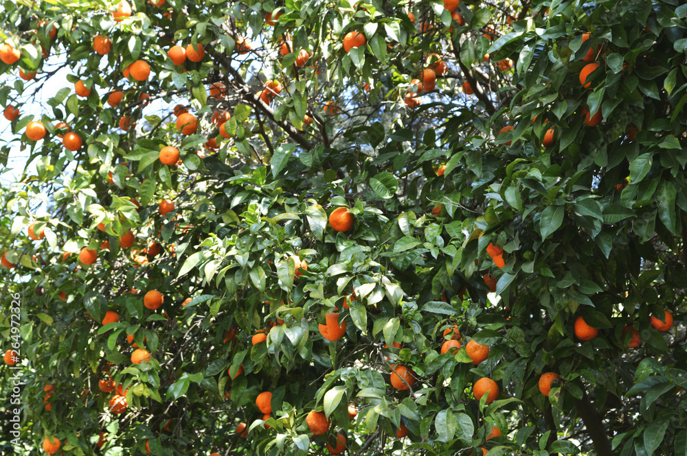 Ripe, fresh orange fruit on the branches of trees in the garden.