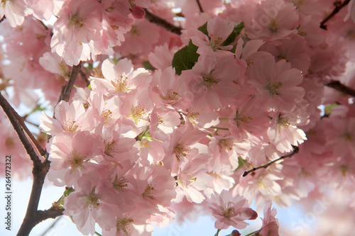 Sakura flowers in spring against the blue sky. Natural background photo