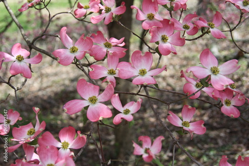 Pink Dogwood 2019 VII