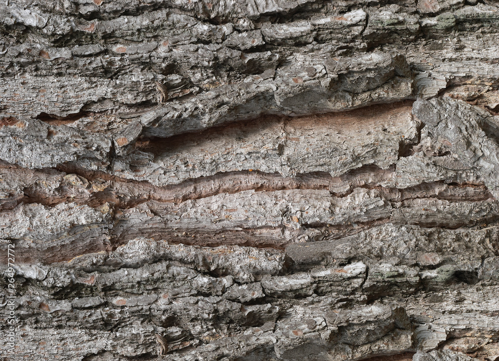 Detailed texture of the bark of a tree in horizontal format Detailed texture of the bark of a tree in horizontal format