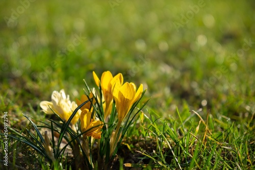 Spring flowering. Yellow crocus flowers in the park. Slovakia