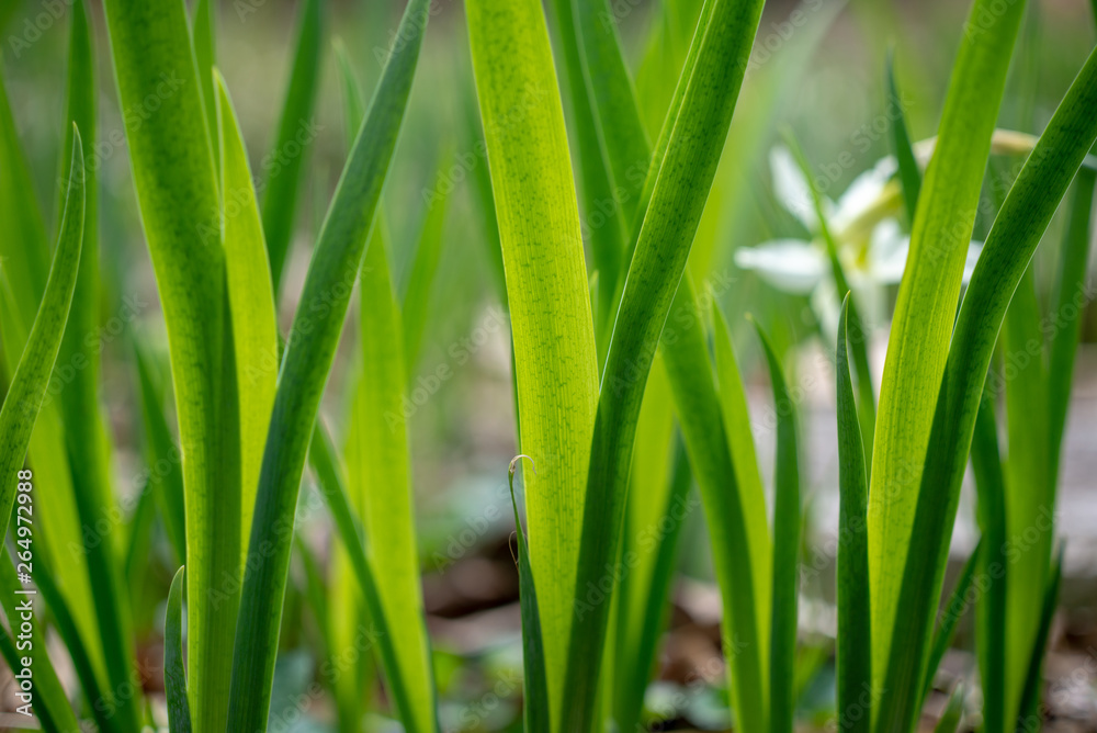 pattern of green vertical leaves in the spring pattern of green vertical leaves in the spring
