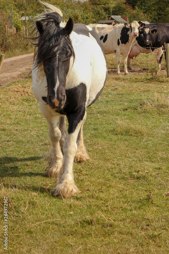 horse in field © Rachael