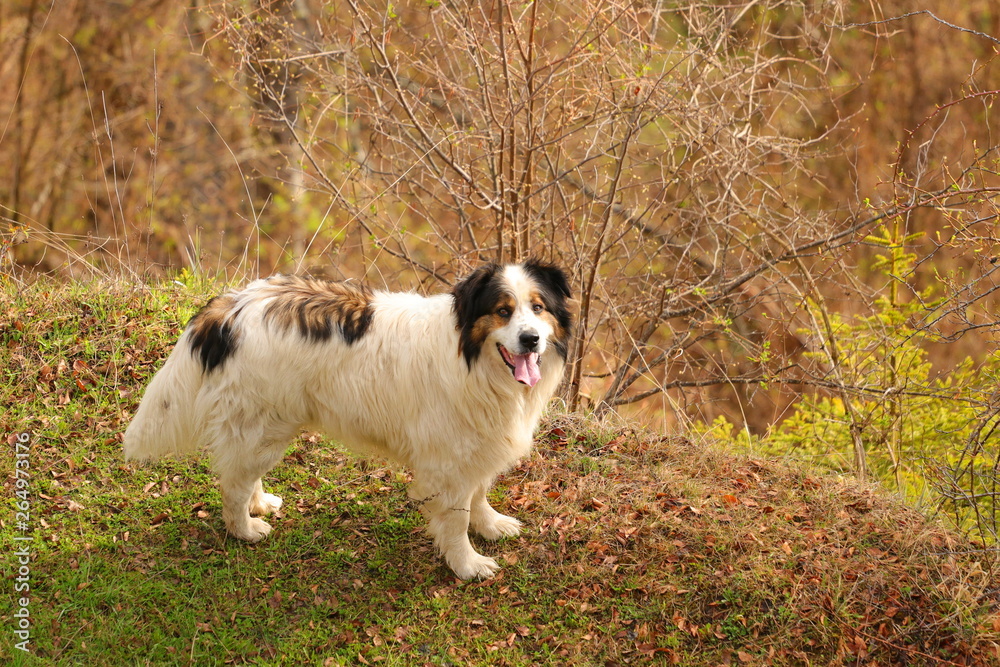 Tornjak, Bosnian and Herzegovinian – Croatian Shepherd dog