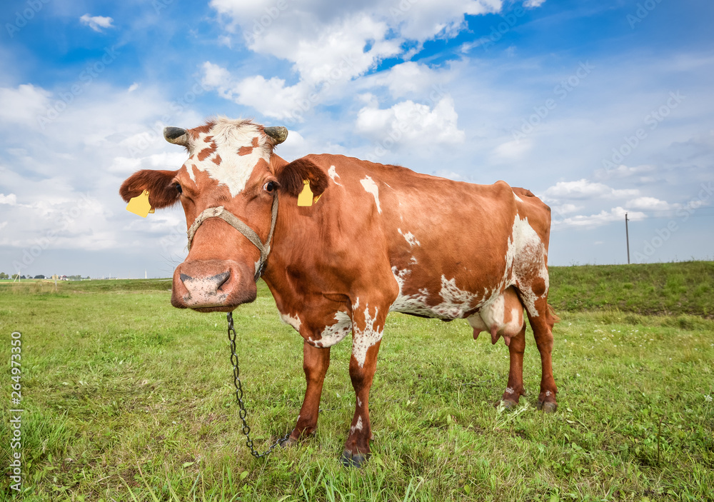 Cow grazing on the background of bright green field. Funny cow on cow farm. Young red and white spotted calf staring at the camera. Curious, amusing cow and natural background