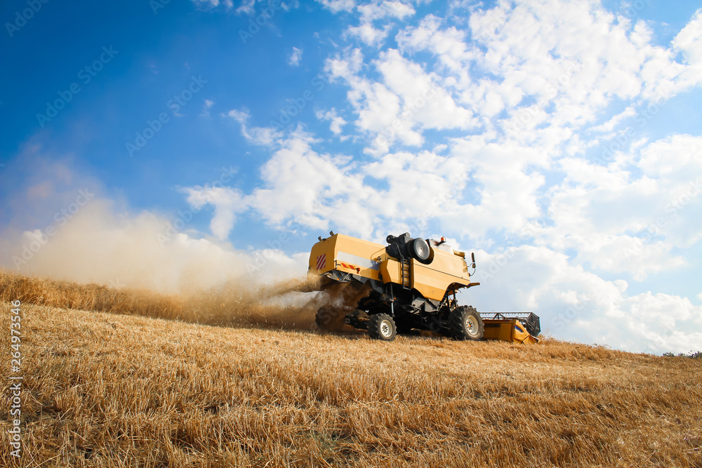 Fototapeta premium wheat harvest and clear blue sky