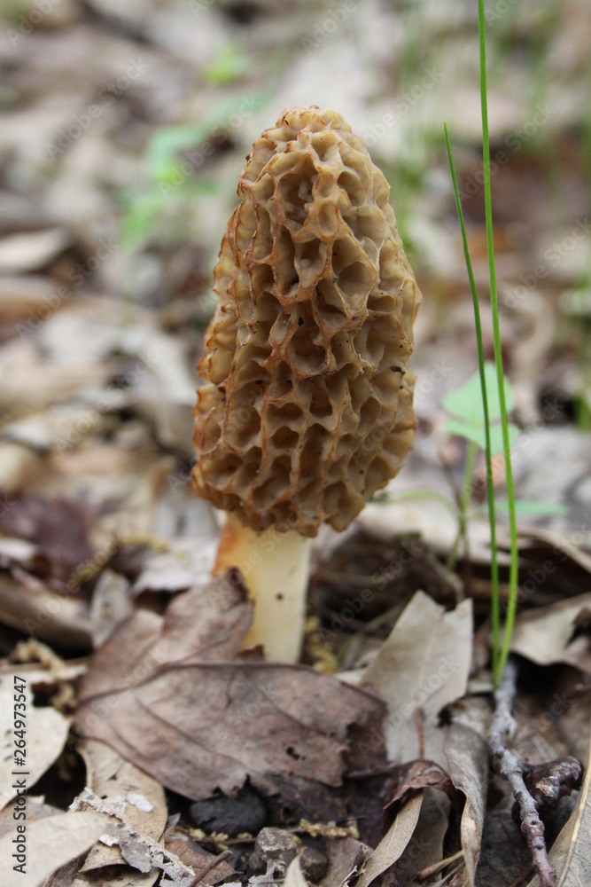 Morel Mushroom 2019 III Morel Mushroom 2019 III