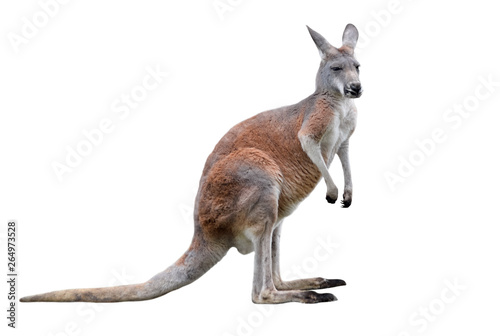 Male kangaroo isolated on white background. Big kangaroo full lengths. photo
