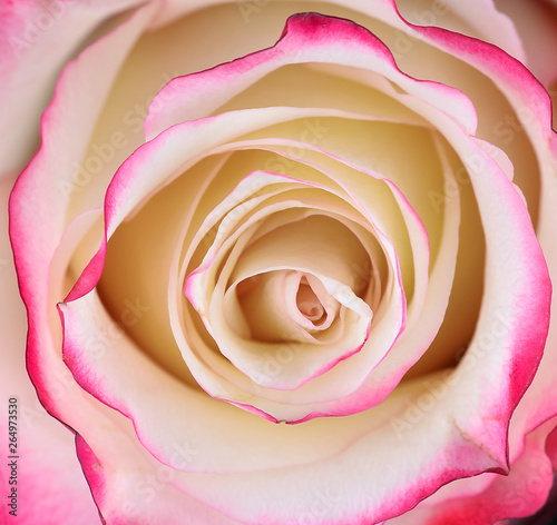 Vibrant fresh pink and white rose close up.