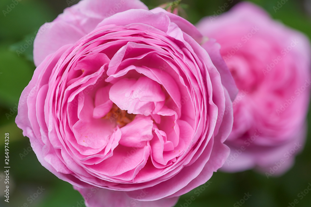 薔薇 ルイーズ・オディエ 薔薇 ルイーズ・オディエ