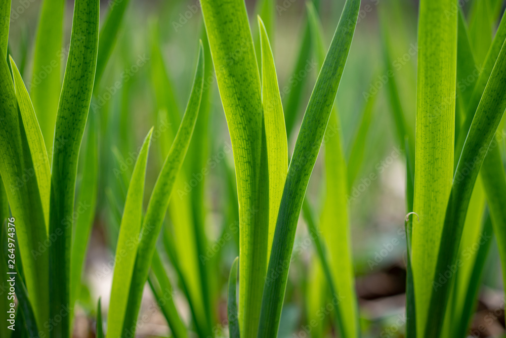 pattern of green vertical leaves in the spring pattern of green vertical leaves in the spring