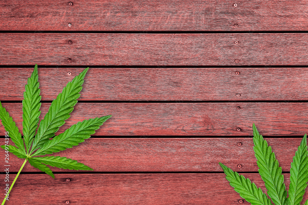 Obraz premium Cannabis or hemp leaves on old red wooden table