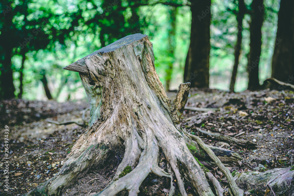 Tree Stump in Forest Close Narrow 1