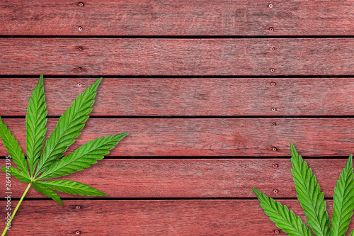 Cannabis or hemp leaves on old red wooden table
