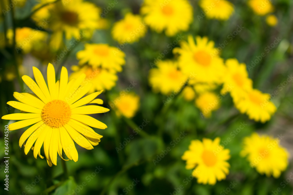 Yellow daisy on a blurred background of other daisies Yellow daisy on a blurred background of other daisies